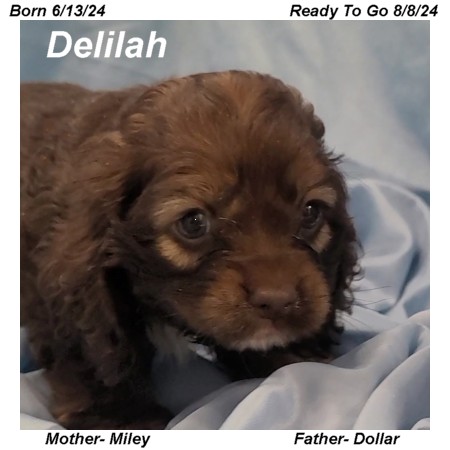 puppy, for, sale, Cocker Spaniel, Joe & Cherri  Overlease, dog, breeder, Miller, MO, dog-breeder, puppy-for-sale, forsale, nearby, find, puppyfind, locator, puppylocator, aca